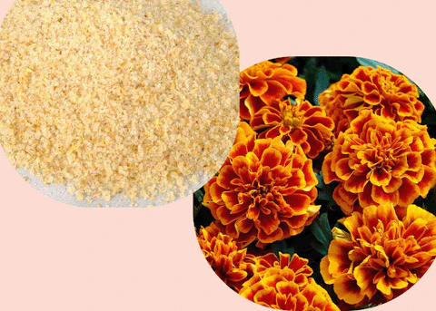 Marigold Sugar